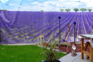 4948 - Lavendelgarten