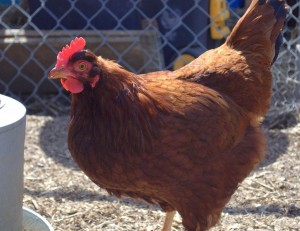 326 - Huhn (männlich)