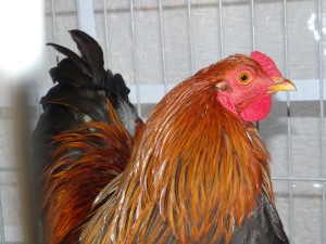 353 - Kleintierzüchter 2
