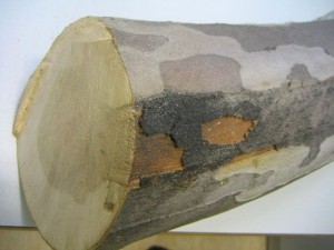 1162 - Massaria Platane
