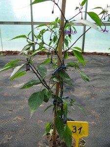 1261 - Habanero 1