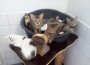 Tierheim Heidelberg – Leimens Kosten für Fundtiere steigen 2013 um fast 200 %