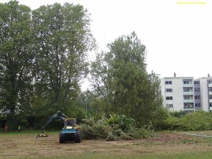 2040 - VfB Hartplatz Baumfaellung 01