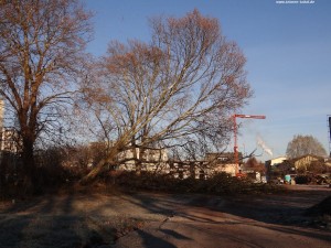 2207 - Baumfaellung 2