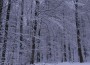 Weihnachten kommt: Nußloch mit „Adventszaun“ statt Adventskalender