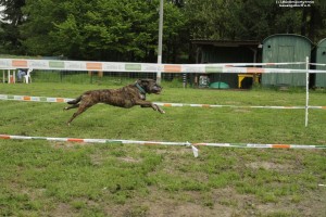 410 - Hundesport GA 1