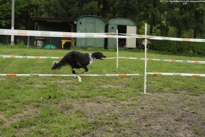 410 - Hundesport GA 2