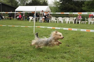 410 - Hundesport GA 4