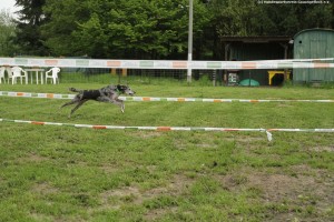 410 - Hundesport GA 5