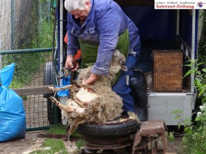 585 - Gnadenhof Sommerfest 1 - Schafe scheren