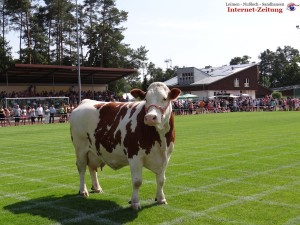 675 - Kuhschiss 09