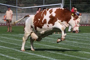 675 - Kuhschiss 14