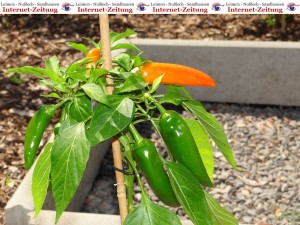 715 - Chili 1