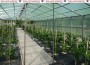 „Trinidad Moruga Scorpion“? Die schärfste Schote des schärfsten Ecks!