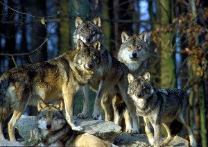 804 - Wildpark Bad Mergentheim Wolfsgruppe