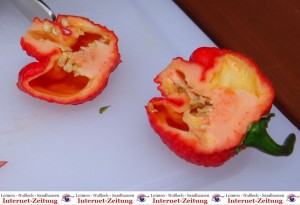 833 - Trinidad Moruga Scorpion