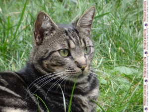 834 - Katze