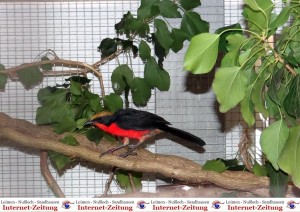 1078 - Vogelzüchter SA - 6