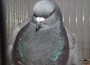 Echte „Kaventsmänner“, diese Tauben! Sandhäuser Kleintierzüchter stellten aus