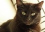 Ferienlektüre Tiergeschichten: Die Wieslocher Feuerwehr rettete Kater Obama
