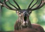 Ausflugstip: Herbstliche Ferien im Wildparadies Tripsdrill noch bis 3. November