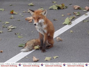 988 - Fuchs 1