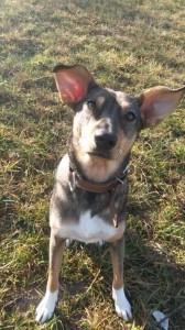 2104 - Hundefahndung