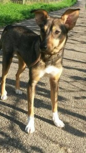 2104 - Hundefahndung 3