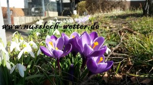 2321 - Krokusse