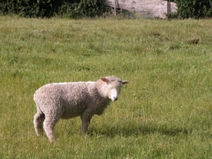 3515 - Schaf