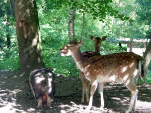 3746 - Wildgehege