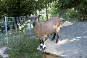 3746 - Wildgehege 4