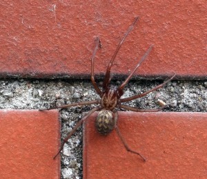 3806 - Spinne