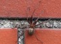 Nur eine Hauswinkelspinne – Aber ein Prachtexemplar!