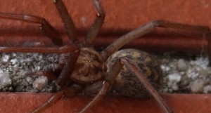 3806 - Spinne2