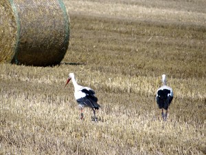 3998 - Landwirdschaft Ernste Störche 1