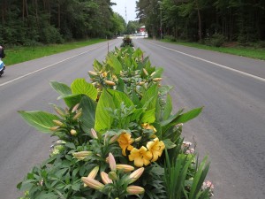 4021 - Straßenblumen Sandhausen 1