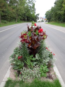 4021 - Straßenblumen Sandhausen 2