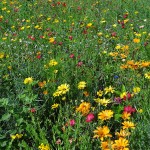 4029 - Wiesenblumen 3
