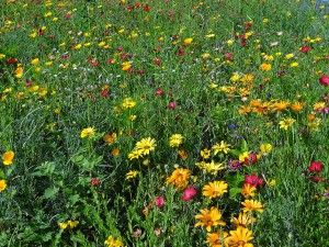 4029 - Wiesenblumen 3