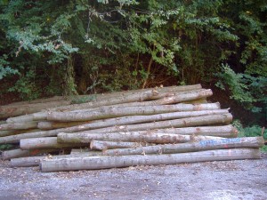 4187 - Brennholz