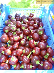 4242 - Chili-Ernte - 1