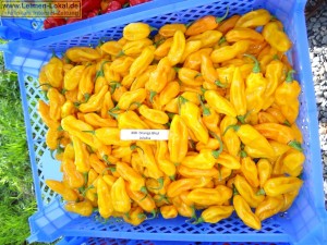4242 - Chili-Ernte - 2