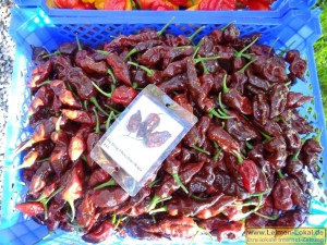 4242 - Chili-Ernte - 3