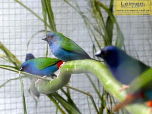 4369 - Vogelzüchter Sandhausen - 12