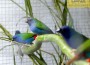 Ausstellung der Vogelfreunde Sandhausen – Neuer Besucherrekord bei Kaiserwetter