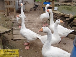 4372 - KTZ Leimen - 10 - Gans Gänse