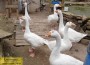 „Fuchs, du hast die Gans gestohlen“ – Wer war denn „Fuchs“ bei den Kleintierzüchtern?