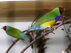 4434 - Vogelzuechter Nussloch Herbstfest - 12