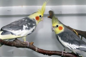 4434 - Vogelzuechter Nussloch Herbstfest - 6